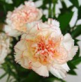 /album/fotogaleria/images-4-jpg/